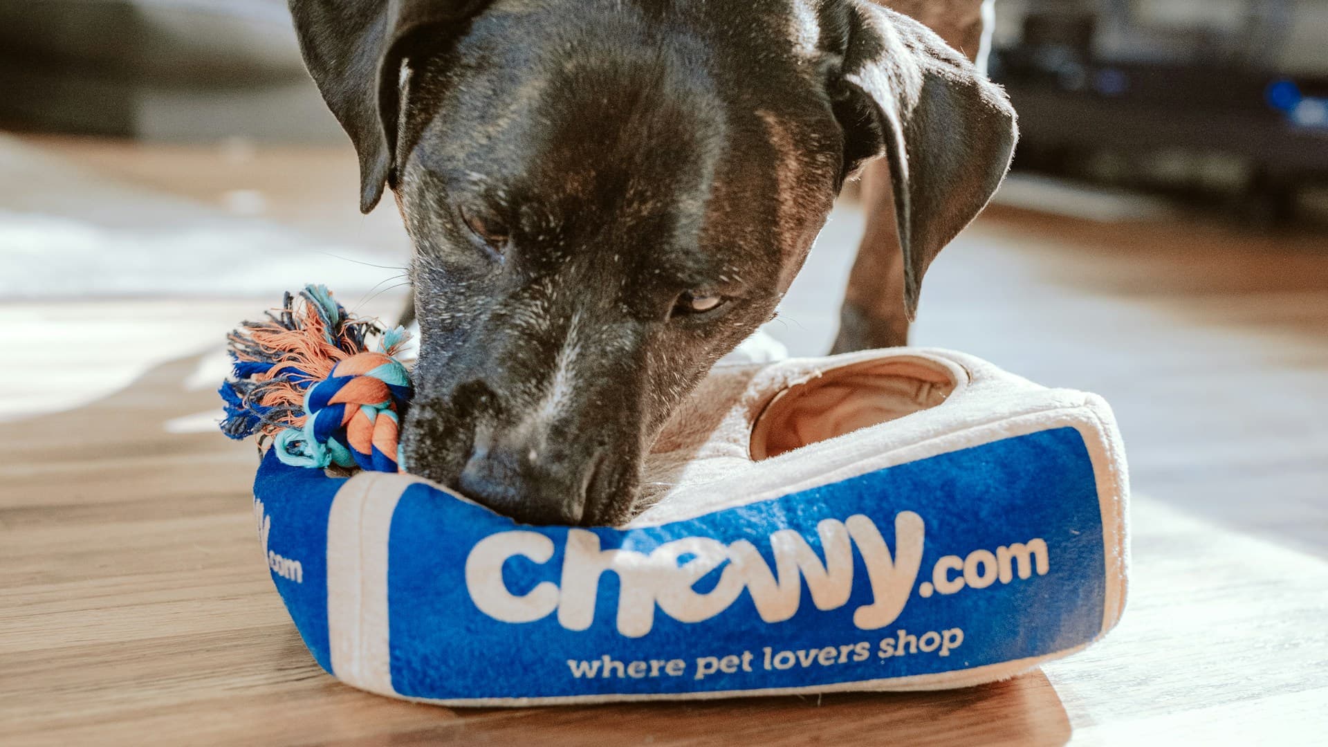 Viešbučiai ir pensionai gyvūnams